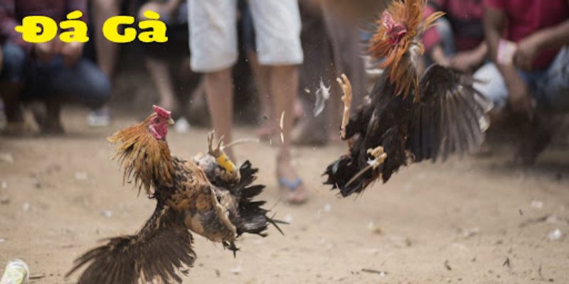 Mẹo chơi đá gà cựa sắt được chia sẻ từ cao thủ