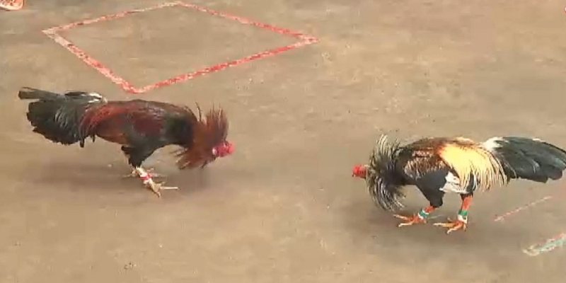 Một số quy định cần biết khi tham gia cá cược đá gà cựa sắt