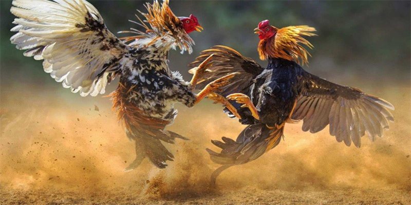 U88 - Đơn vị hàng đầu cung cấp cá cược đá gà